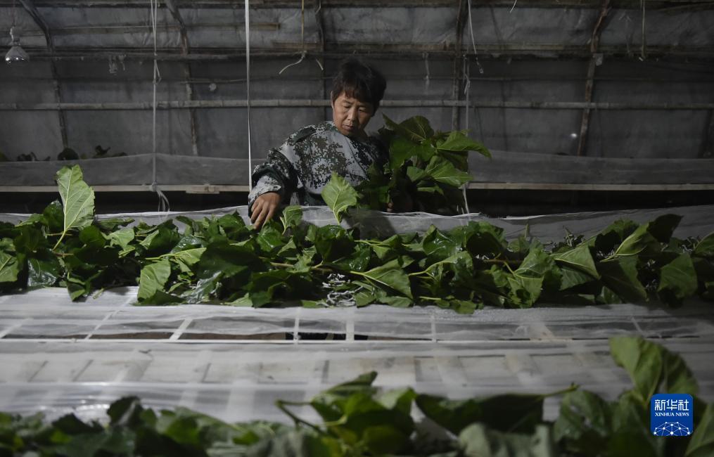 美高梅现金网